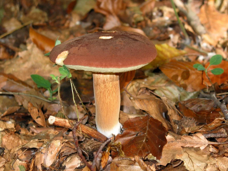 Podgrzybek brunatny